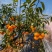 【黄美人柑橘】爱媛68号/自产自销/现摘现发/全国发货