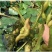 菱角种菱角苗菱角种苗青菱角种子种苗大菱角菱角