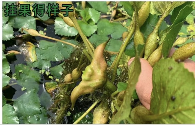菱角种菱角苗菱角种苗青菱角种子种苗大菱角菱角