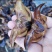 菱角种菱角苗菱角种苗青菱角种子种苗大菱角菱角