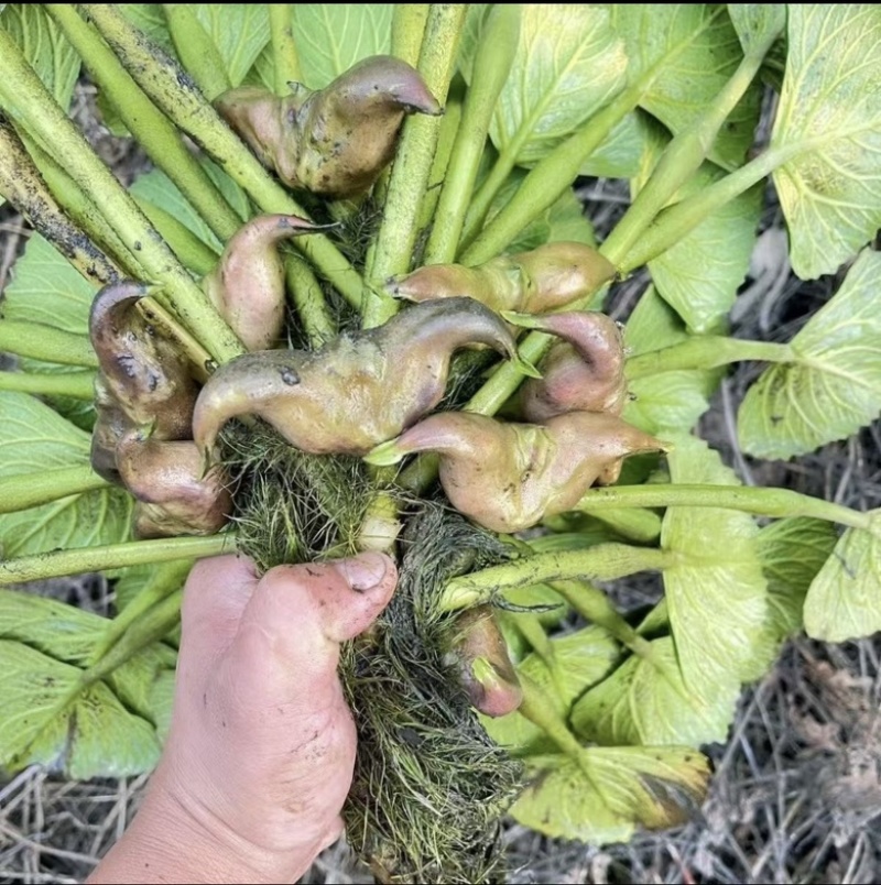 菱角种菱角苗菱角种苗青菱角种子种苗大菱角菱角