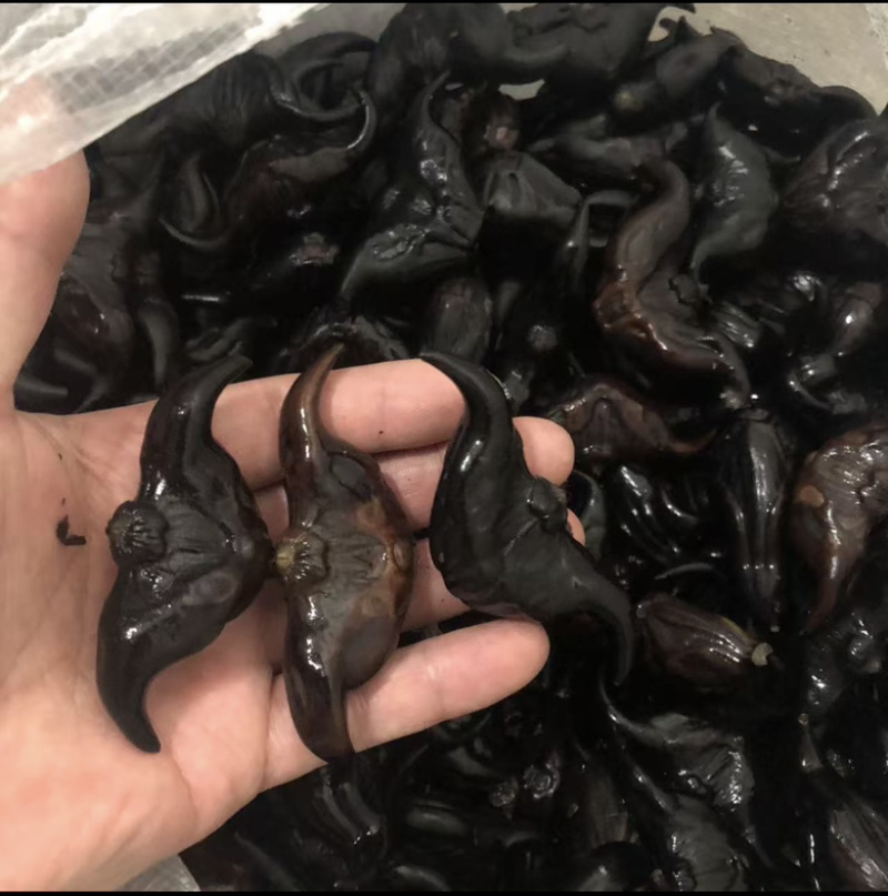 菱角种菱角苗菱角种苗青菱角种子种苗大菱角菱角
