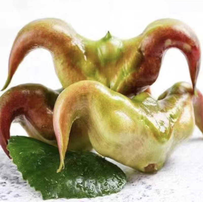 菱角种菱角苗菱角种苗青菱角种子种苗大菱角菱角