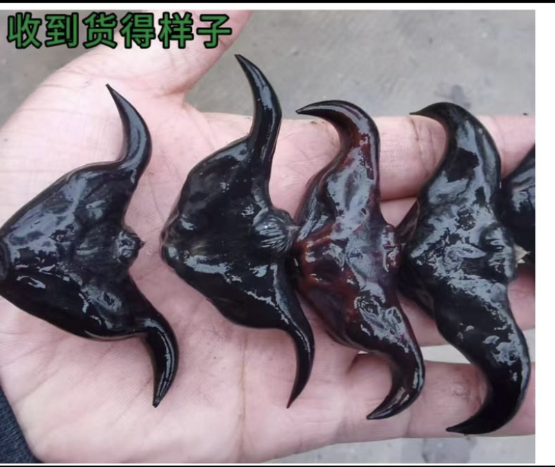 菱角种菱角苗菱角种苗青菱角种子种苗大菱角菱角