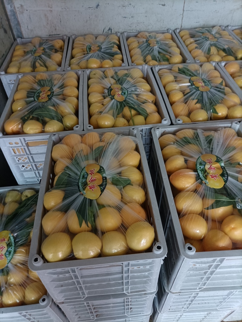 桃🍑【实力】黄油桃，规格齐全，诚信经营，客户至上！