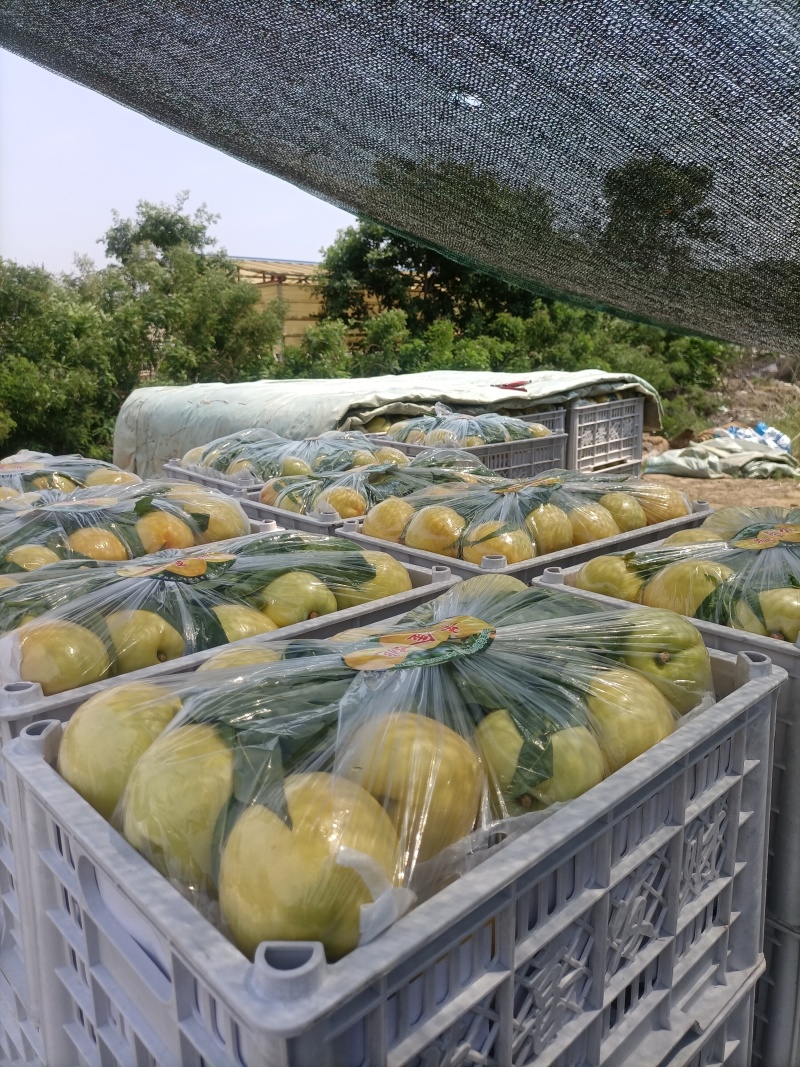 桃🍑【实力】黄油桃，规格齐全，诚信经营，客户至上！