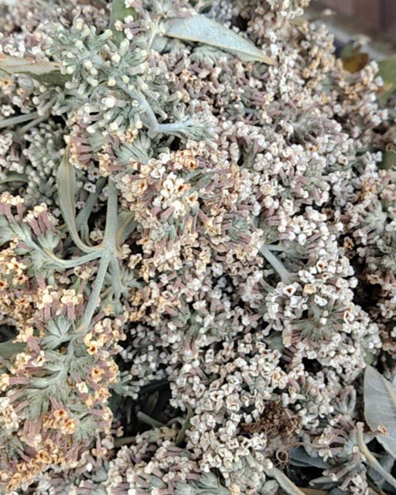 云南野生染饭花可染米饭中药材密蒙花可煲汤可以盆景可入药