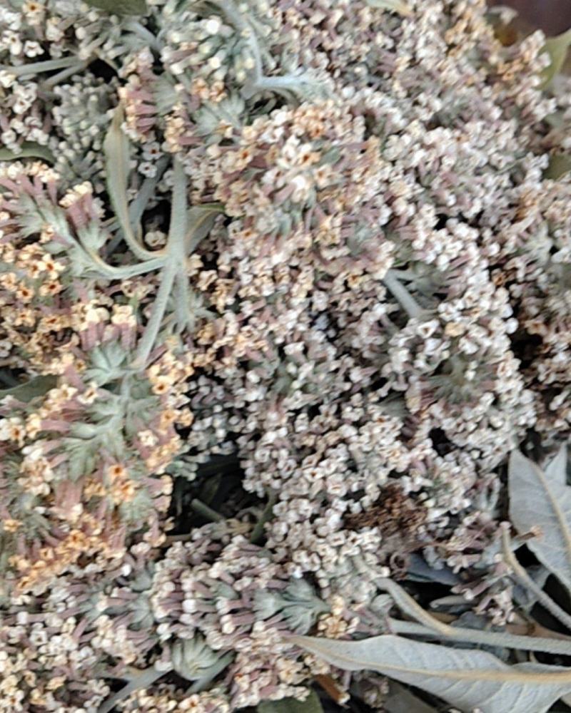 云南野生染饭花可染米饭中药材密蒙花可煲汤可以盆景可入药