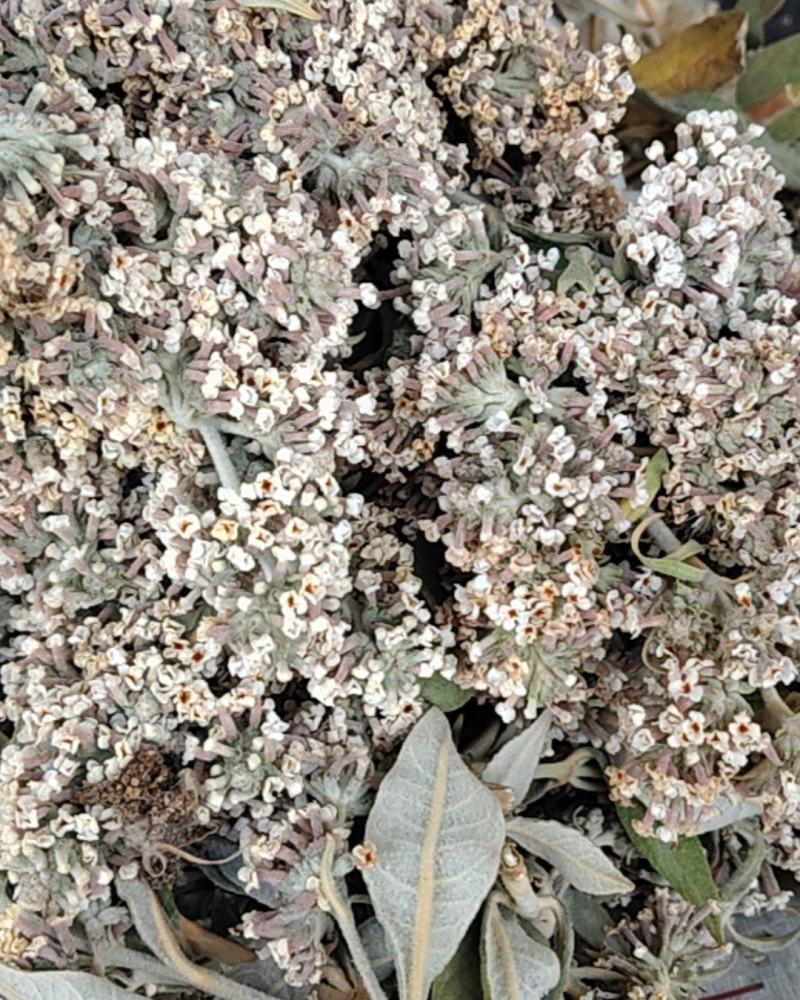云南野生染饭花可染米饭中药材密蒙花可煲汤可以盆景可入药