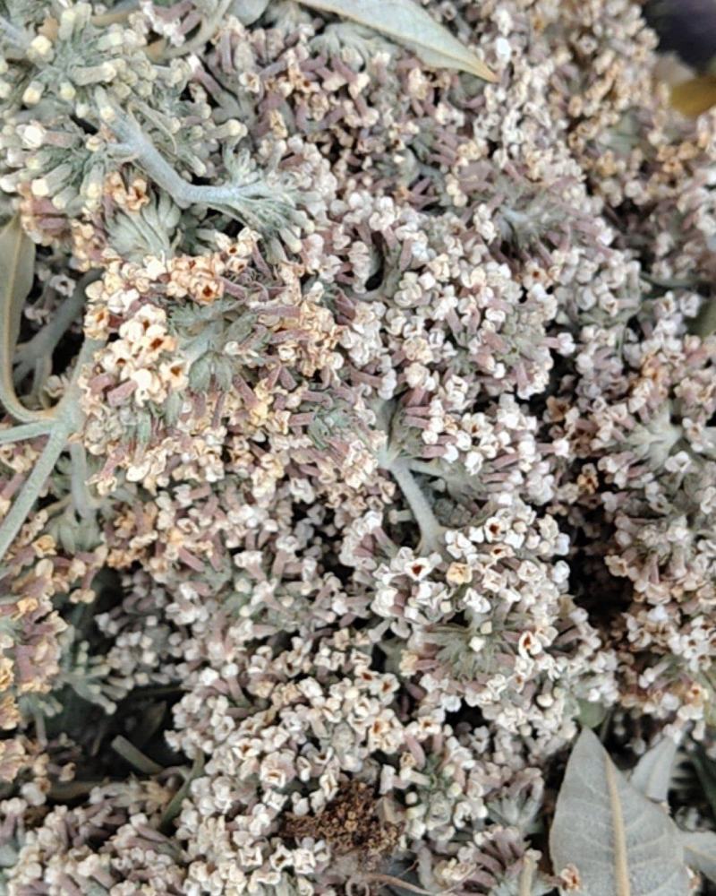 云南野生染饭花可染米饭中药材密蒙花可煲汤可以盆景可入药