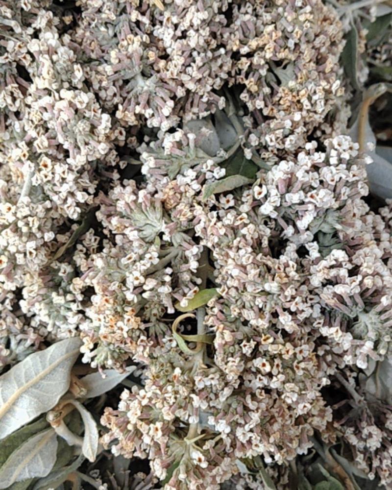 云南野生染饭花可染米饭中药材密蒙花可煲汤可以盆景可入药