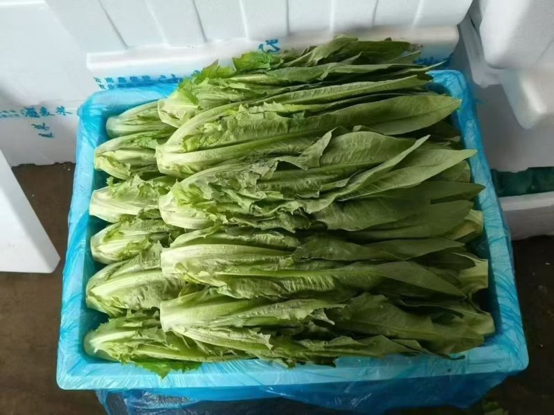 云南精品油麦菜产地直供，代发，加工，包装，物流运输服务