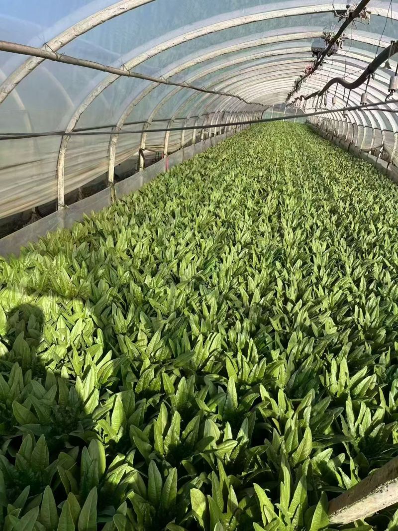 云南精品油麦菜产地直供，代发，加工，包装，物流运输服务