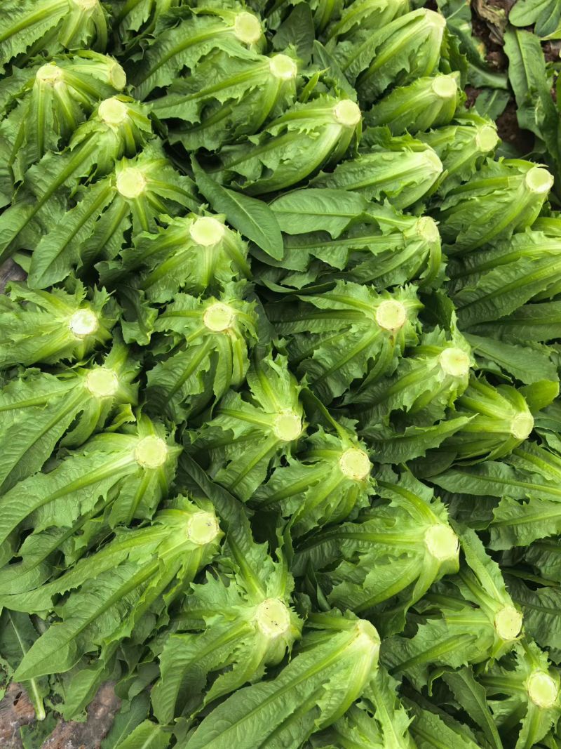 云南精品油麦菜产地直供，代发，加工，包装，物流运输服务