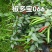 椒多宝066改良大果朝天椒种子长把长柄硬果早熟耐高温耐干
