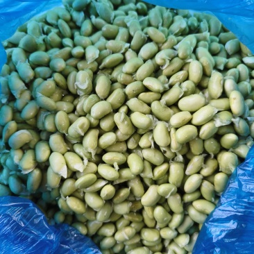 毛豆米/手工毛豆米/机打毛豆米/毛豆粒