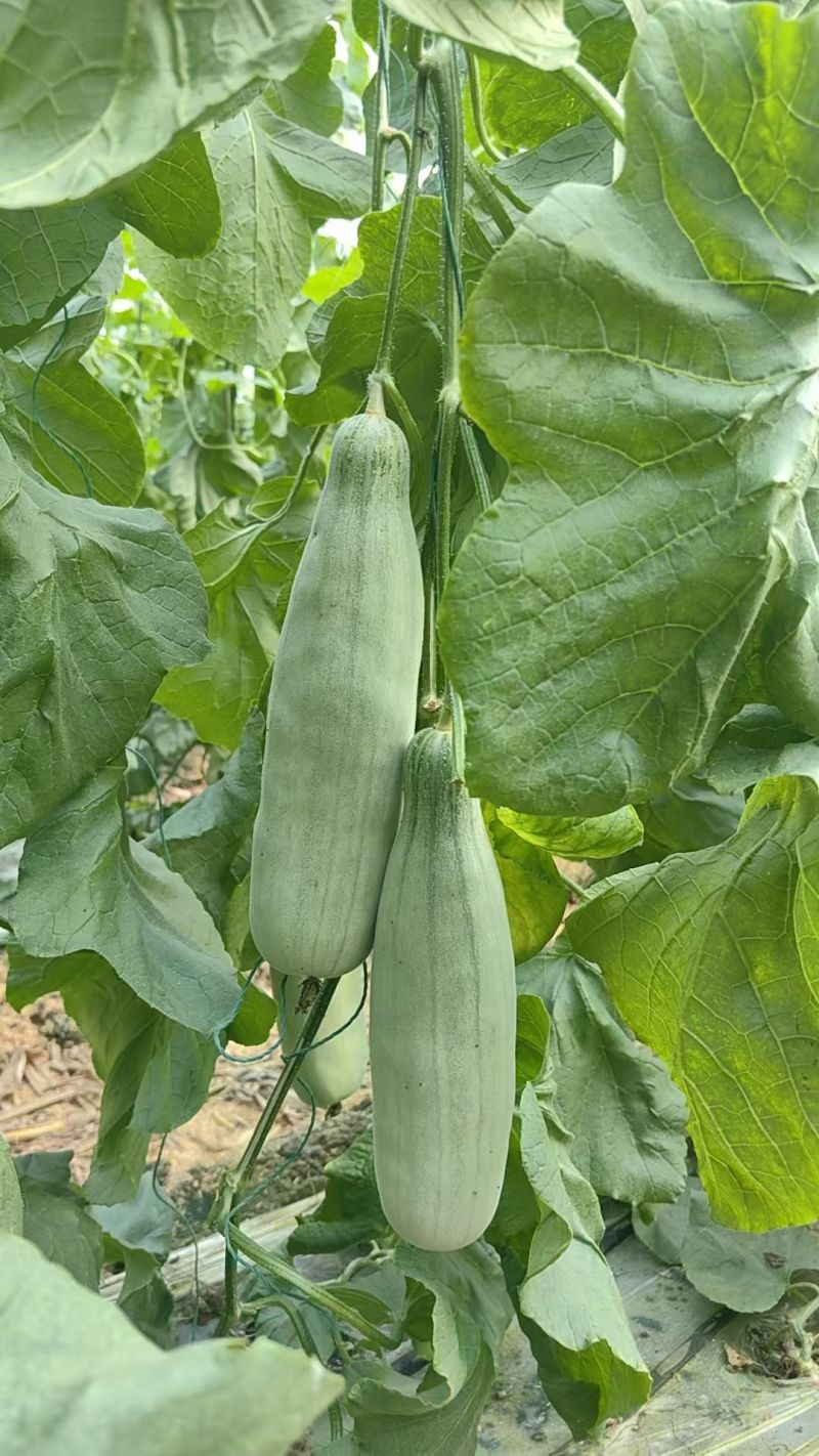 头茬羊角蜜甜瓜一件代发61博洋72蜜园十八团购档代收代发