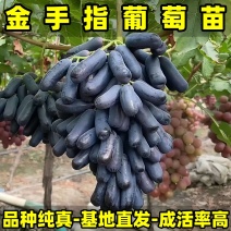 金手指葡萄苗品种纯真基地直发成活率高提供技术支持