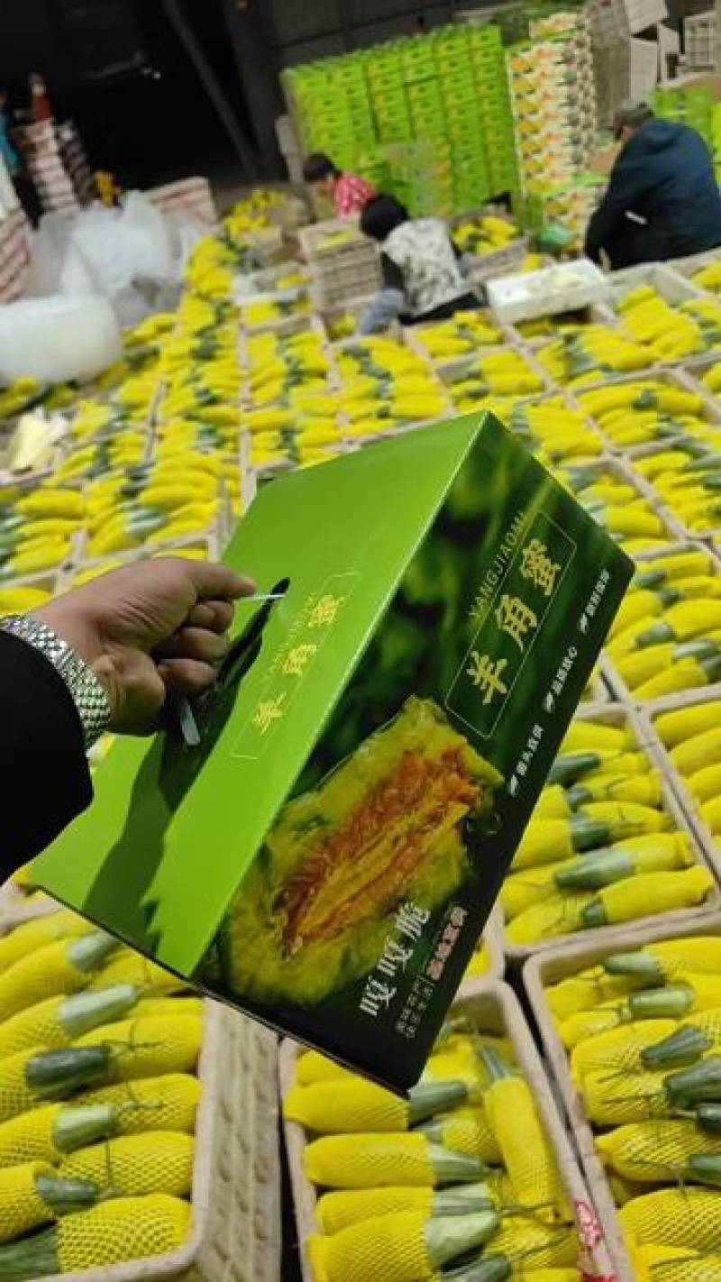 头茬羊角蜜甜瓜一件代发61博洋72蜜园十八团购档代收代发