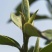 云南宝洪茶