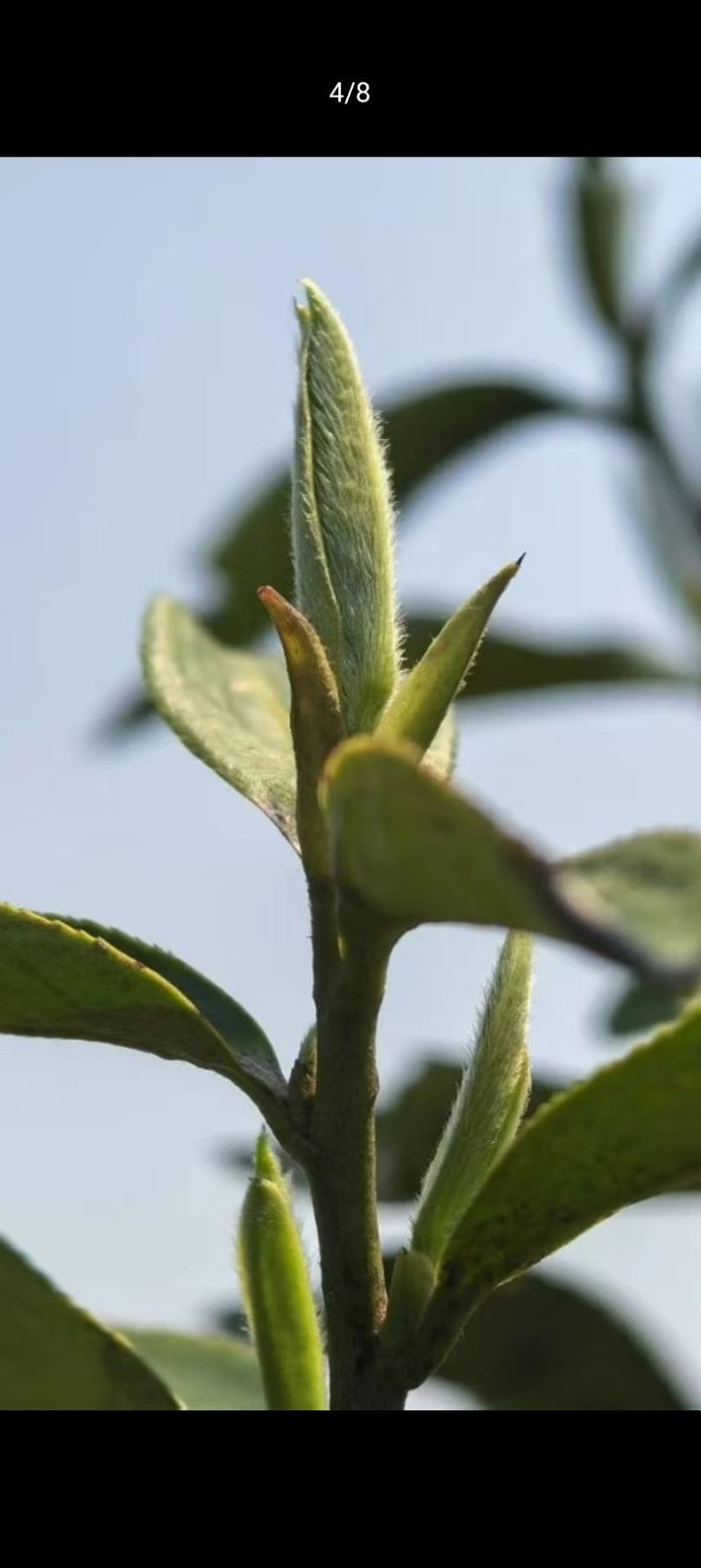云南宝洪茶