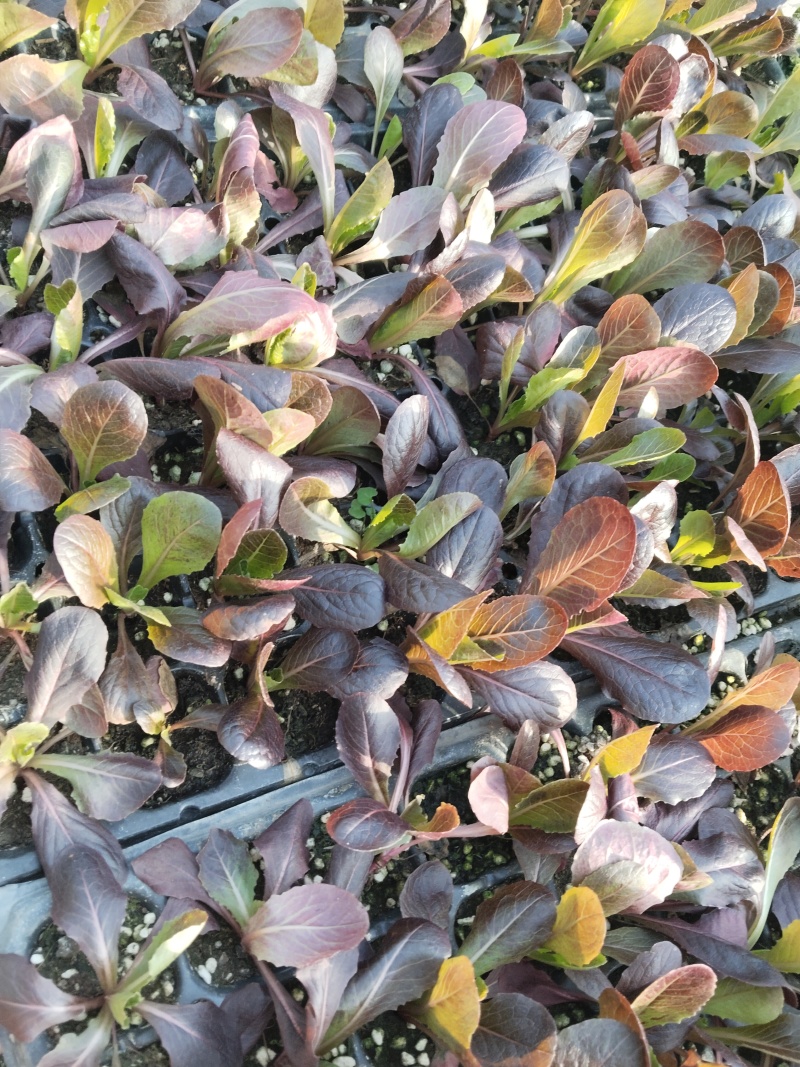 罗马生菜苗紫直立菜苗绿直立菜苗育苗基地现苗直发
