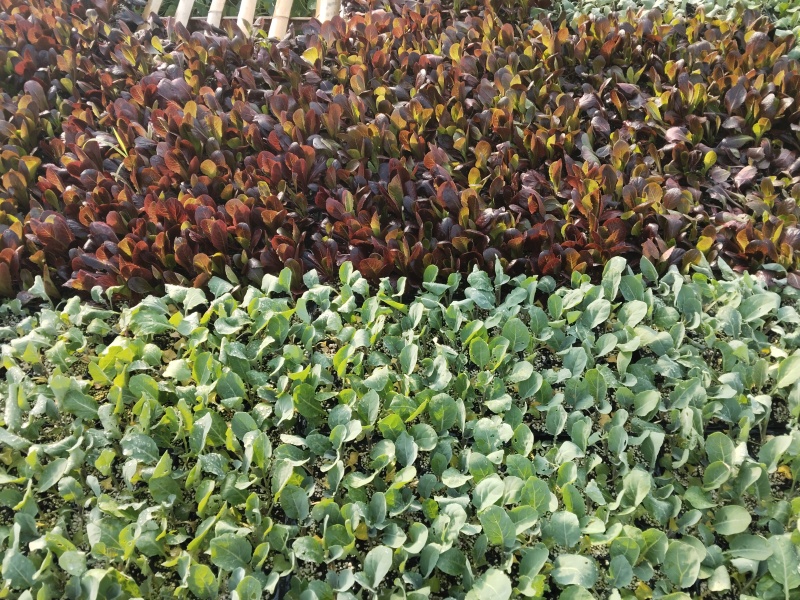 罗马生菜苗紫直立菜苗绿直立菜苗育苗基地现苗直发