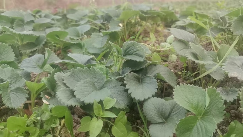 盐莓一号生产种苗，量大质优，技术指导，发苗率高，欢迎致电