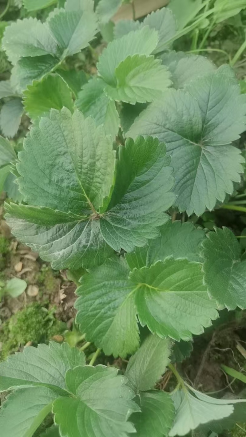 盐莓一号生产种苗，量大质优，技术指导，发苗率高，欢迎致电