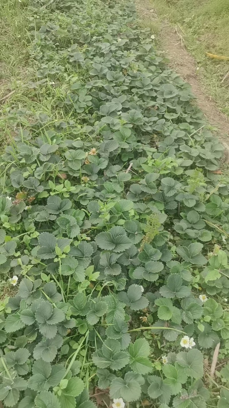盐莓一号生产种苗，量大质优，技术指导，发苗率高，欢迎致电