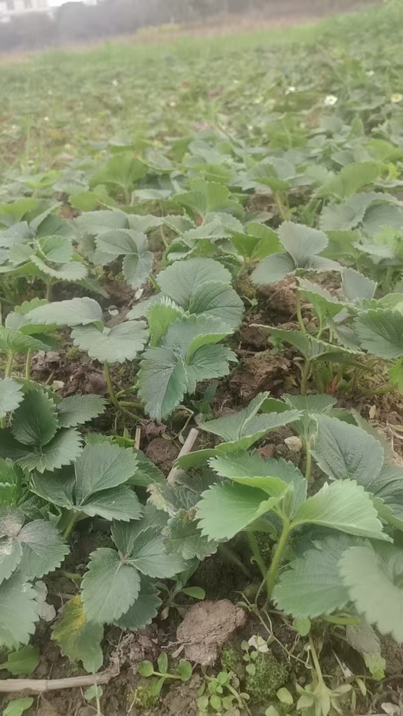 盐莓一号生产种苗，量大质优，技术指导，发苗率高，欢迎致电