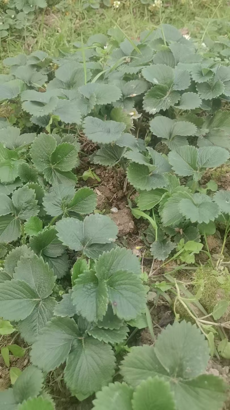 盐莓一号生产种苗，量大质优，技术指导，发苗率高，欢迎致电