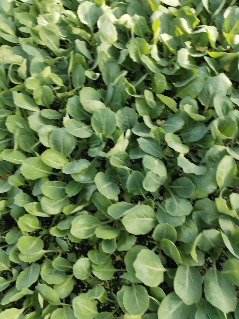 紫花菜苗黄花菜苗寿光育苗场基地直发现苗定金留货