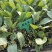 紫花菜苗黄花菜苗寿光育苗场基地直发现苗定金留货