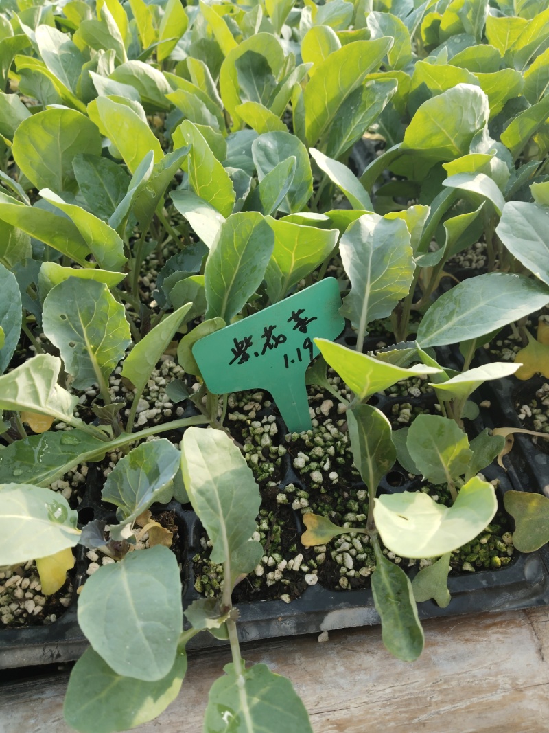 紫花菜苗黄花菜苗寿光育苗场基地直发现苗定金留货