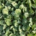紫花菜苗黄花菜苗寿光育苗场基地直发现苗定金留货
