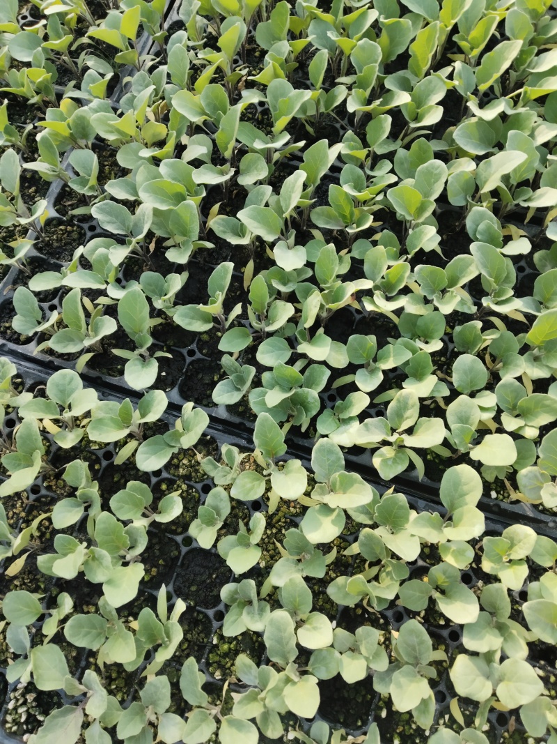 紫花菜苗黄花菜苗寿光育苗场基地直发现苗定金留货