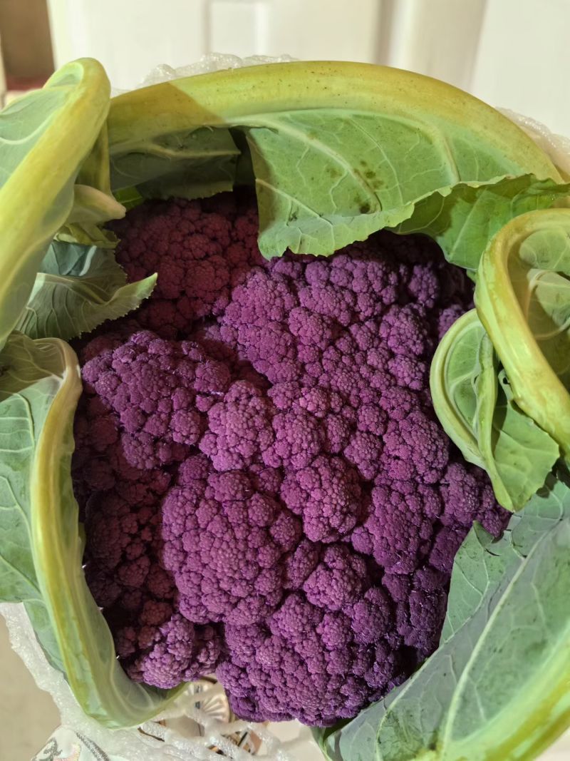紫花菜苗黄花菜苗寿光育苗场基地直发现苗定金留货