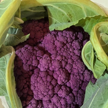 紫花菜苗黄花菜苗寿光育苗场基地直发现苗定金留货