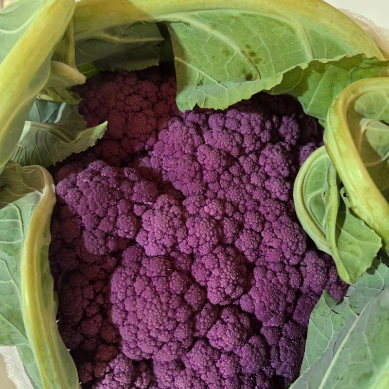 紫花菜苗黄花菜苗寿光育苗场基地直发现苗定金留货