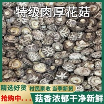 西峡优质干花菇