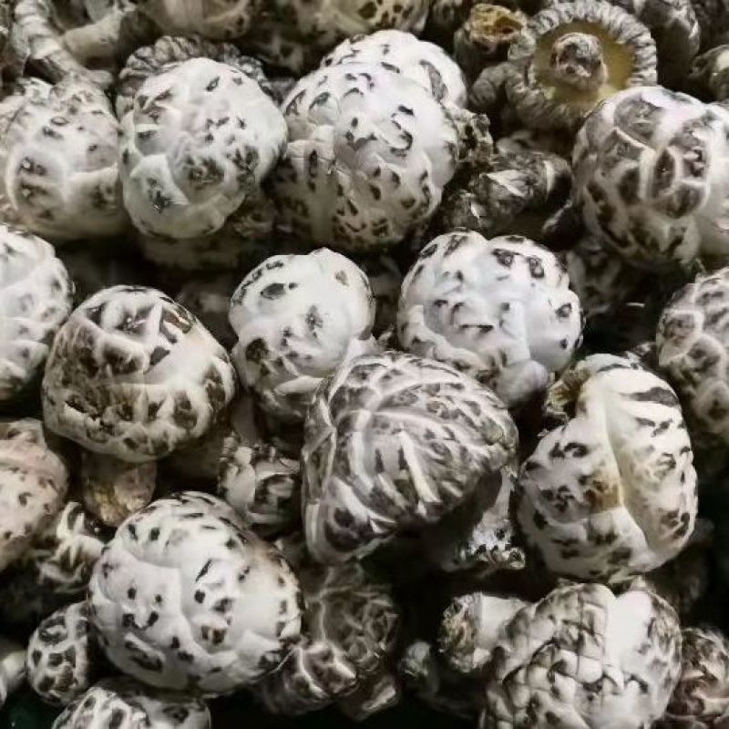 西峡优质干花菇