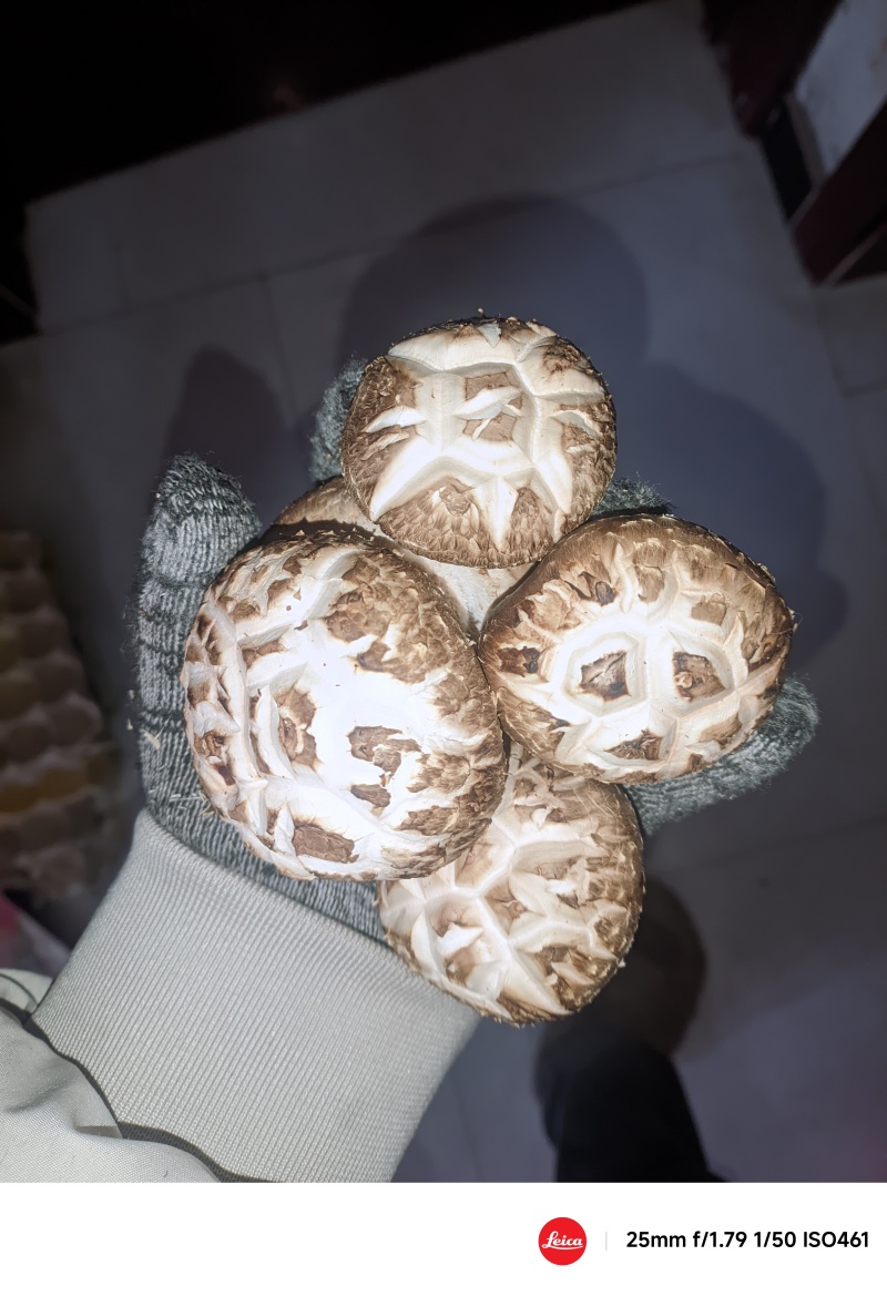 西峡优质干花菇