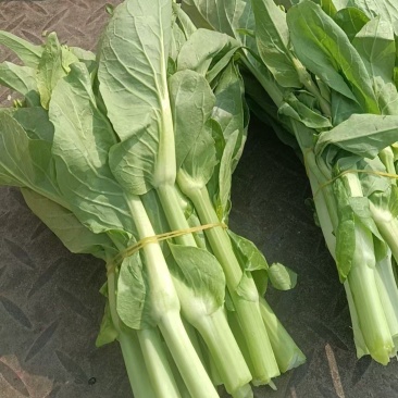 四川白菜苔大量供应，产地一手货源，保质保量，诚信经营