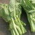 四川白菜苔大量供应，产地一手货源，保质保量，诚信经营