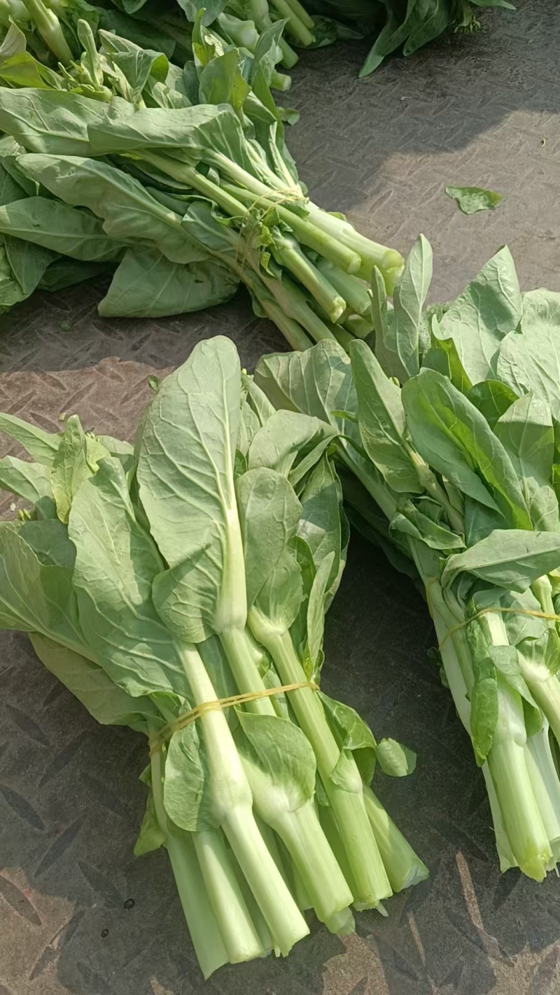 四川白菜苔大量供应，产地一手货源，保质保量，诚信经营