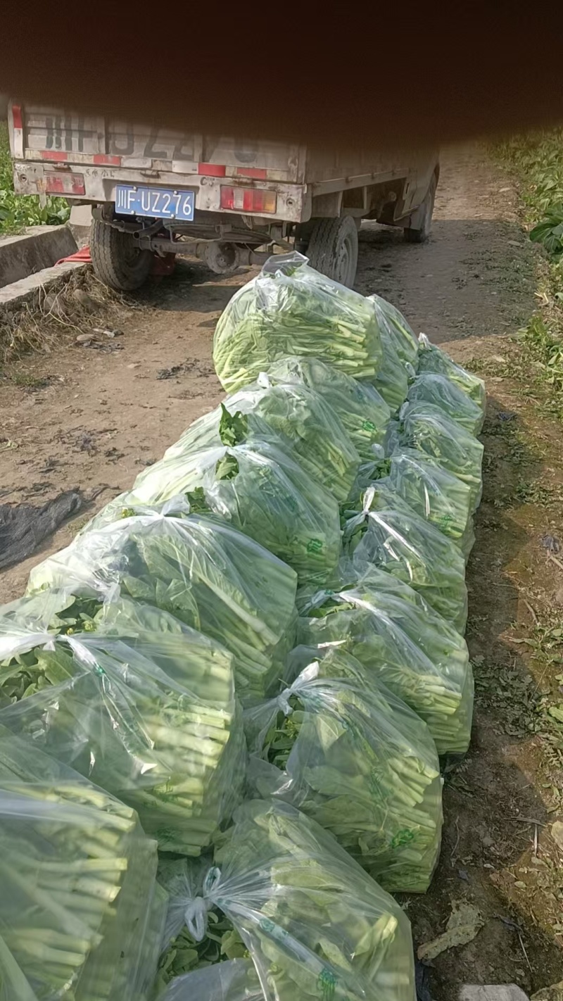 四川白菜苔大量供应，产地一手货源，保质保量，诚信经营