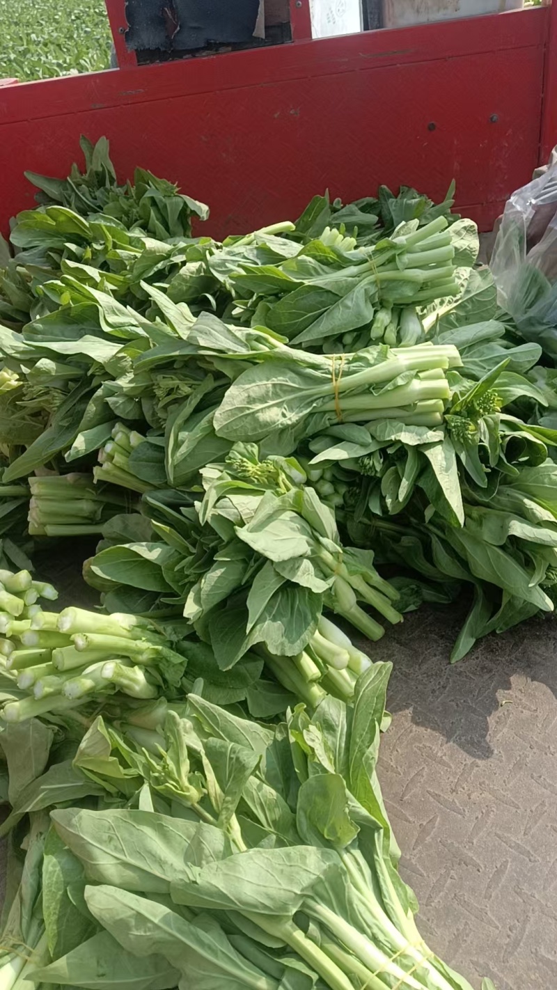 四川白菜苔大量供应，产地一手货源，保质保量，诚信经营