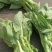 四川白菜苔大量供应，产地一手货源，保质保量，诚信经营