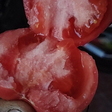 普罗旺斯西红柿